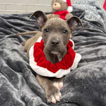 Thumbnail photo of Poppy #1