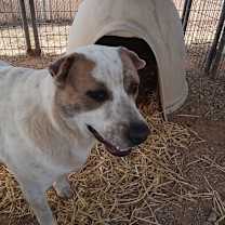 Thumbnail photo of Dozer #1