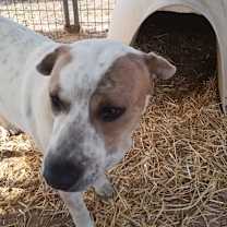 Thumbnail photo of Dozer #2