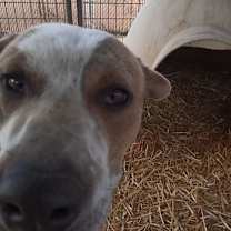 Thumbnail photo of Dozer #3