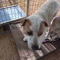 Thumbnail photo of Dozer #4