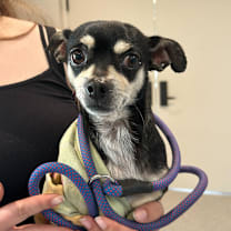 Thumbnail photo of Modelo #1