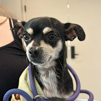 Thumbnail photo of Modelo #2