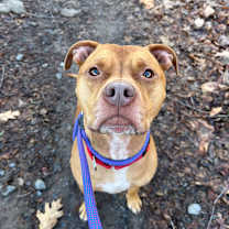 Thumbnail photo of Ryder #2