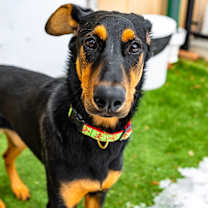 Thumbnail photo of Vixen #3