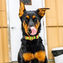 Thumbnail photo of Vixen #4