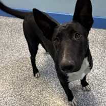 Thumbnail photo of Pebbles #4