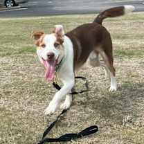 Thumbnail photo of Merle #4