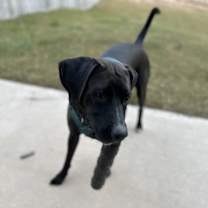 Thumbnail photo of Astra #1