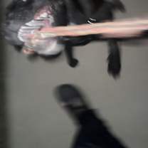 Thumbnail photo of Astra #3