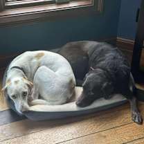 Thumbnail photo of Stella #3