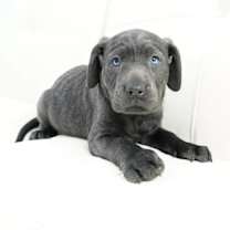 Thumbnail photo of Onyx #3