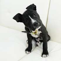 Thumbnail photo of Orlando #1