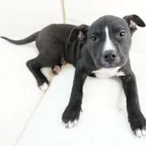 Thumbnail photo of Orlando #2