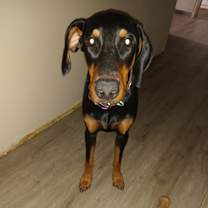 Thumbnail photo of Dobie #1