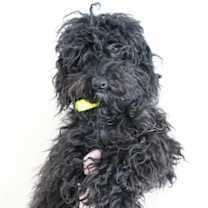 Thumbnail photo of Panda #1