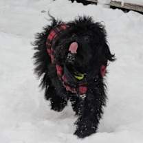 Thumbnail photo of Panda #2