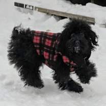 Thumbnail photo of Panda #3