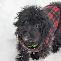 Thumbnail photo of Panda #4