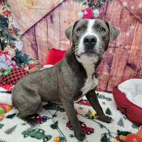 Thumbnail photo of Dasher #1