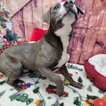 Thumbnail photo of Dasher #4