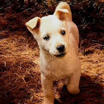 Thumbnail photo of Lacey #1