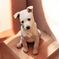 Thumbnail photo of Lacey #2