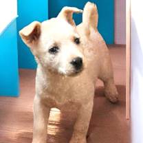 Thumbnail photo of Lacey #3