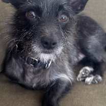 Thumbnail photo of Tiger #2