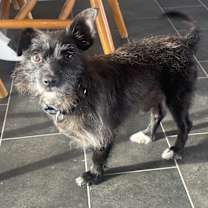 Thumbnail photo of Tiger #4