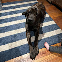 Thumbnail photo of Kenai #4