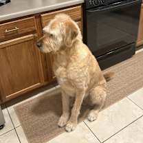 Thumbnail photo of Bear #2