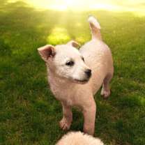 Thumbnail photo of Lacey #4