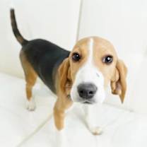 Thumbnail photo of Ryder #3