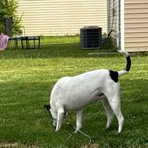 Thumbnail photo of Mizzie #4