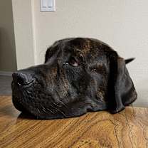 Thumbnail photo of Kenai #1