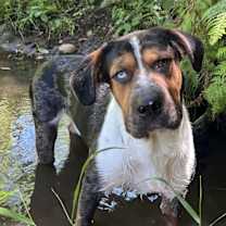 Thumbnail photo of Cooper #1