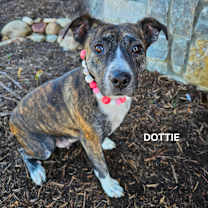 Thumbnail photo of Dottie #1
