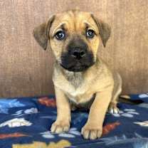 Thumbnail photo of Rither #4