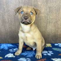 Thumbnail photo of Rhett #4