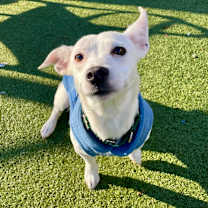 Thumbnail photo of Pinky #1