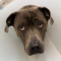 Thumbnail photo of Kira #2