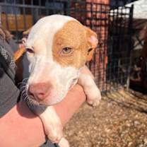 Thumbnail photo of Winnie #3