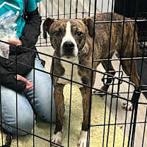 Thumbnail photo of Bit o' Honey #2