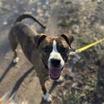 Thumbnail photo of Bit o' Honey #3