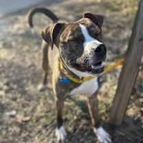 Thumbnail photo of Bit o' Honey #4