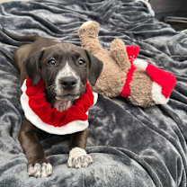 Thumbnail photo of Morgana #1