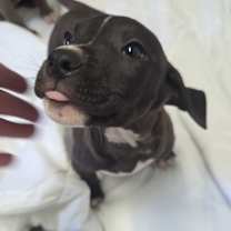 Thumbnail photo of Lucian #2