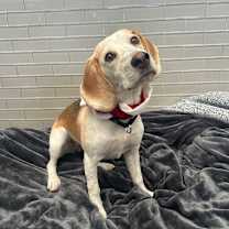 Thumbnail photo of Dolly #1