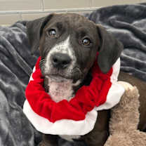 Thumbnail photo of Morgana #3